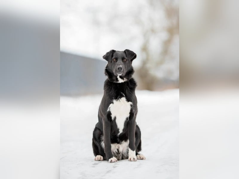 Der freundliche Jack sucht sein Körbchen