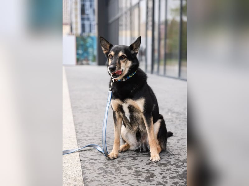 Chejs ein schwarzer Schäferhund - mischling als  treuer Wegbereiter!