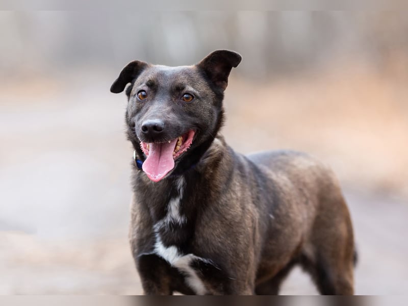 Ziganka sucht lievolles zu hause