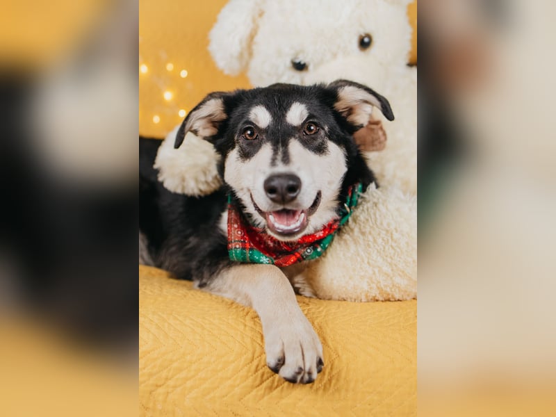 Süße Mia wartet auf ihre Menschen