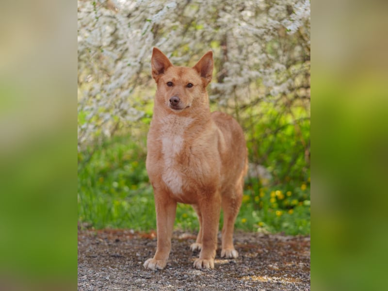 Wunderschöne Vesta sucht ihren platz
