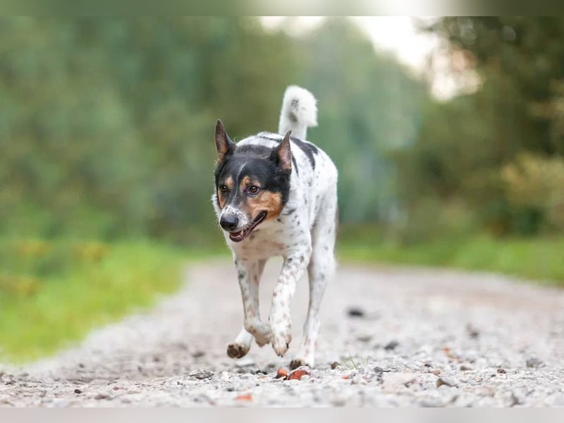 Liebevoller Miron sucht seine menschen