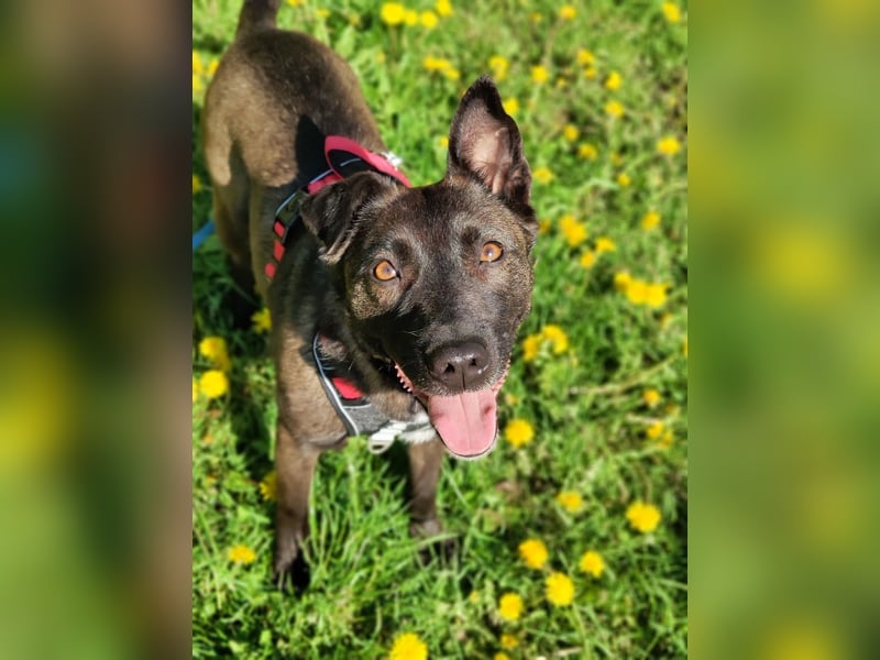 Ziganka sucht lievolles zu hause