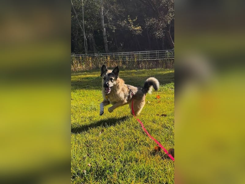 Bella sucht zuhause für immer