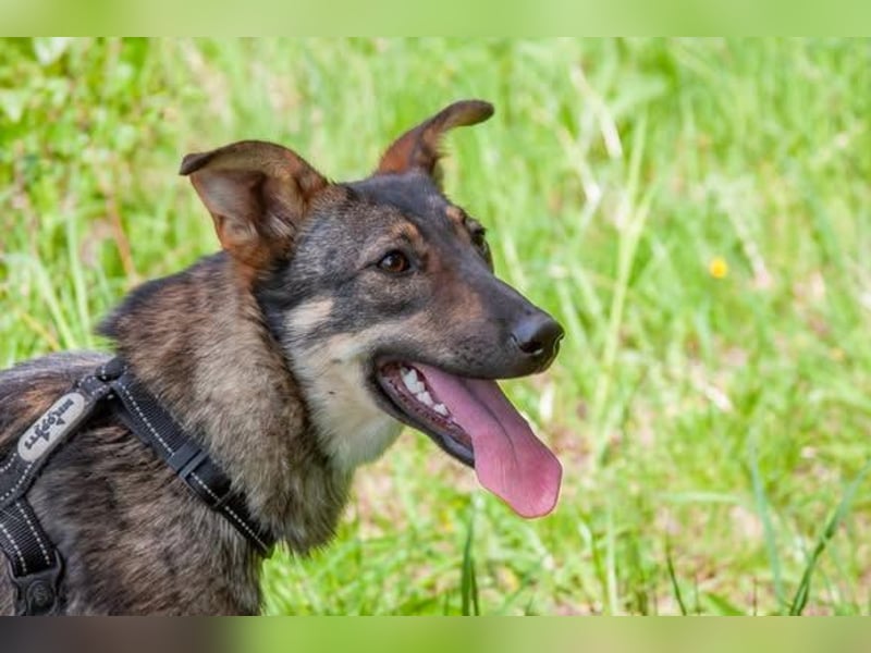 Liebevolle Olivka sucht ihren platz