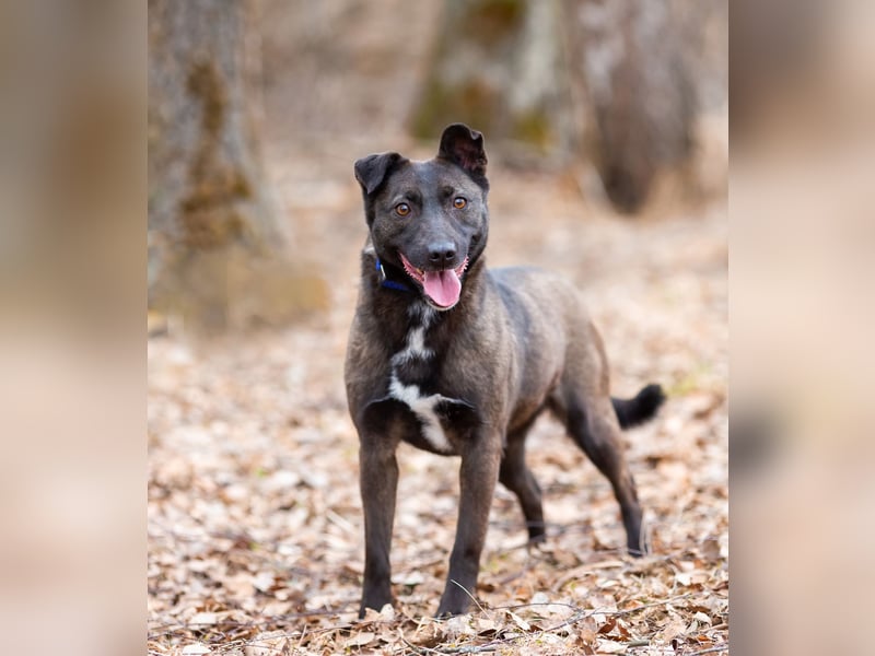 Ziganka sucht lievolles zu hause