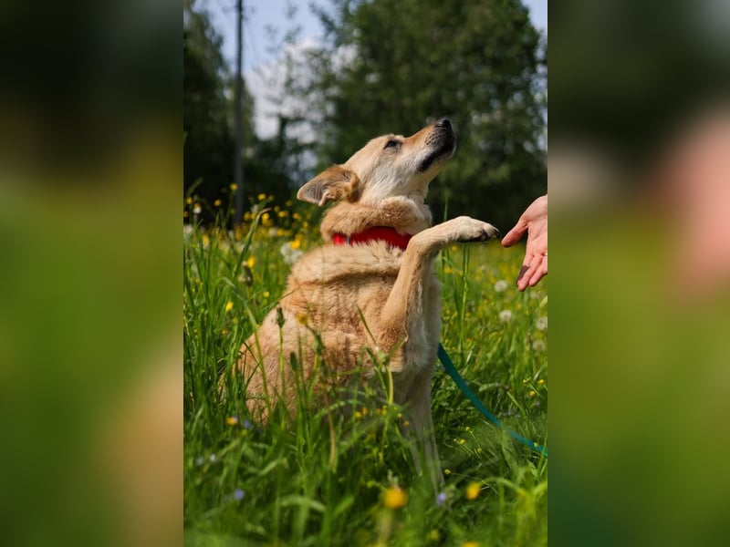 Skye treue seele sucht ....