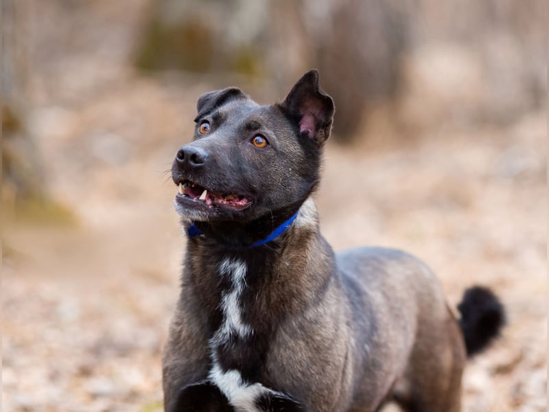 Ziganka sucht lievolles zu hause