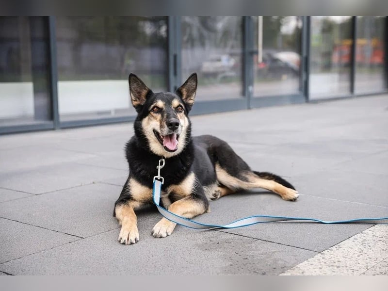 Chejs ein schwarzer Schäferhund - mischling als  treuer Wegbereiter!