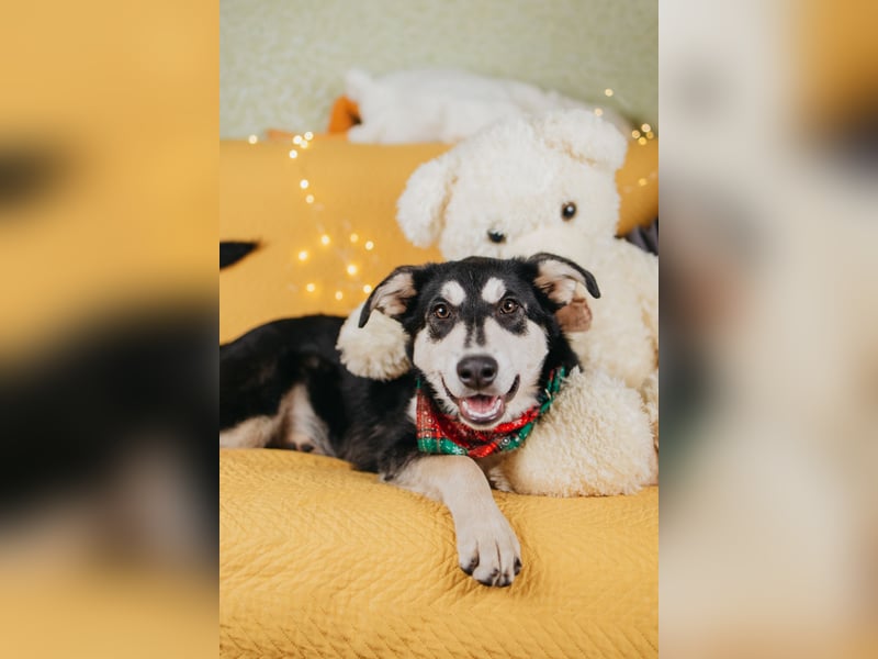 Süße Mia wartet auf ihre Menschen