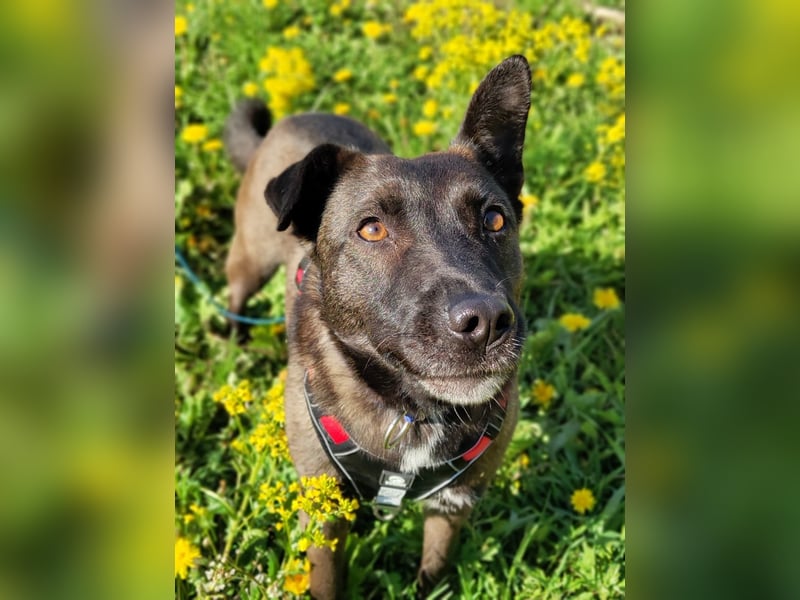 Ziganka sucht lievolles zu hause