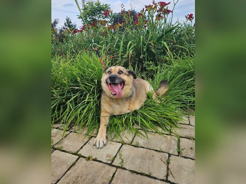 Mukhtar auf drei beinen durchs leben