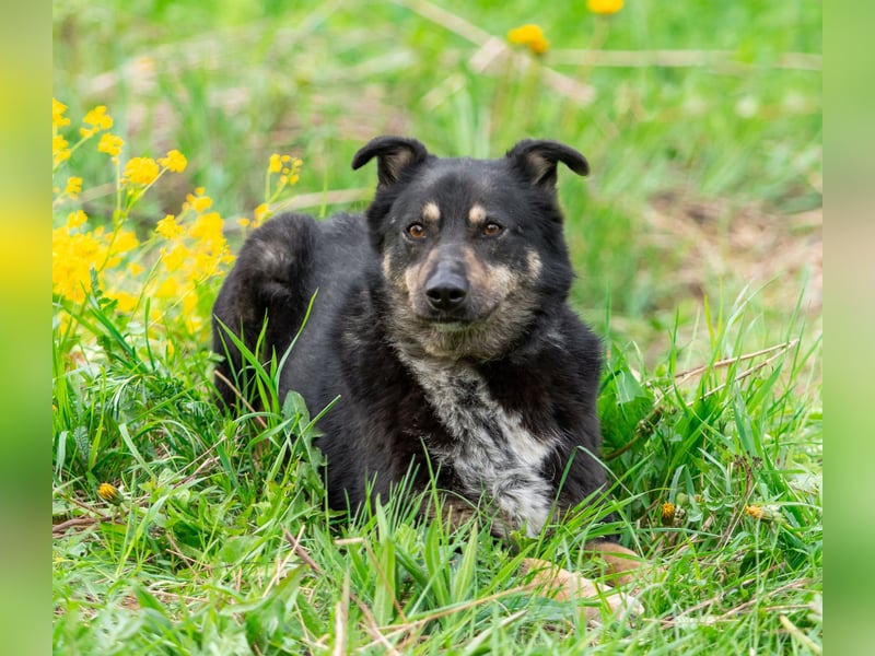Sensible Mukha sucht verständnisvolle Menschen