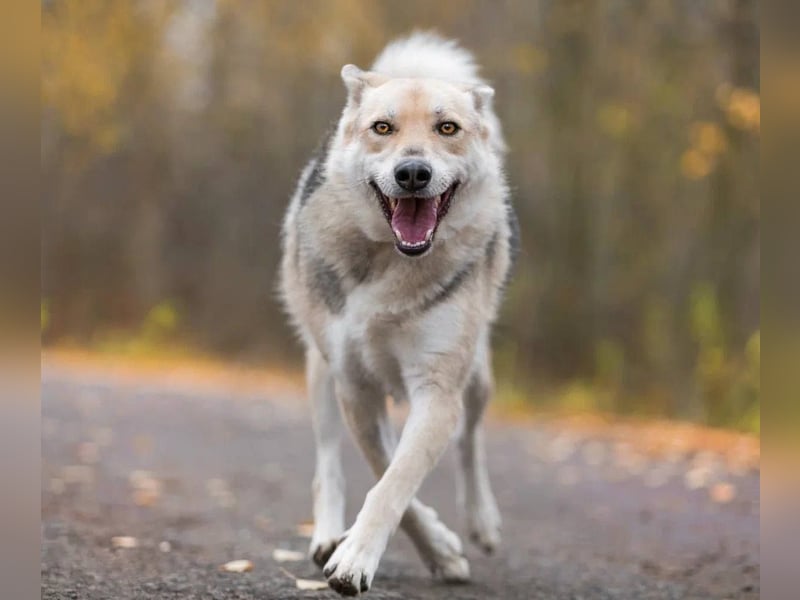 Freundlicher und aktiver Ford sucht seine Familie