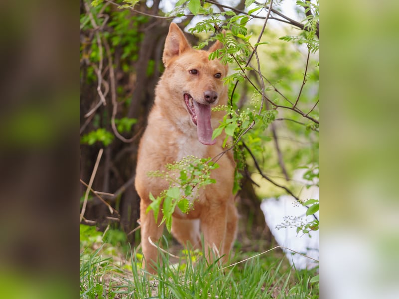Wunderschöne Vesta sucht ihren platz