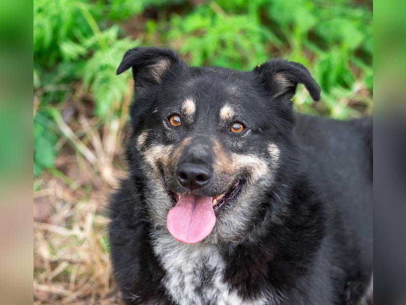 Sensible Mukha sucht verständnisvolle Menschen