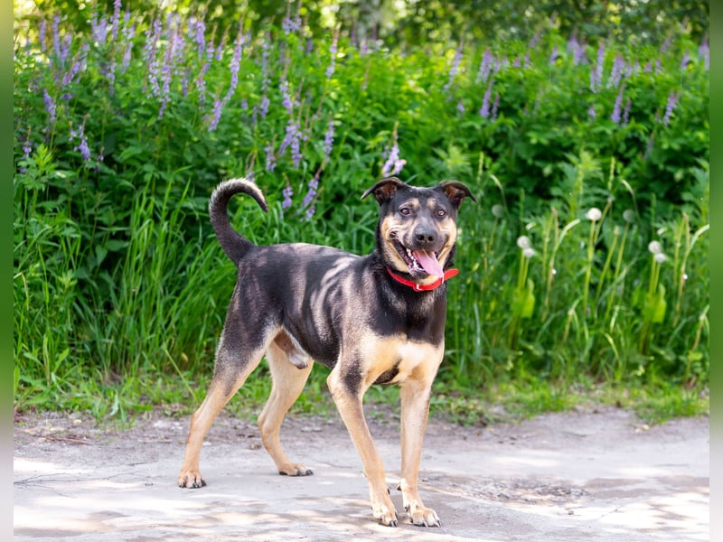 Sean sucht seine begleiter fürs leben