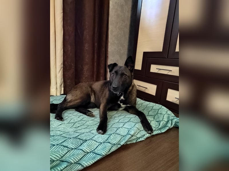 Ziganka sucht lievolles zu hause