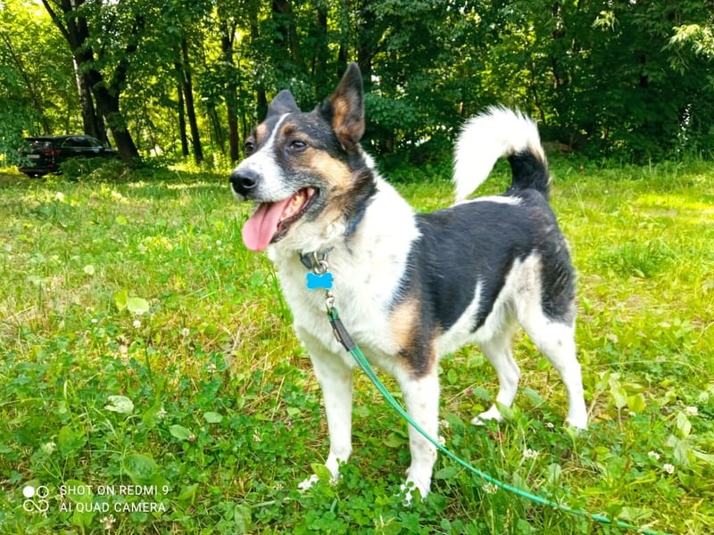 Mischka ist ein freundlicher Begleiter mit Zuckerschockgarantie
