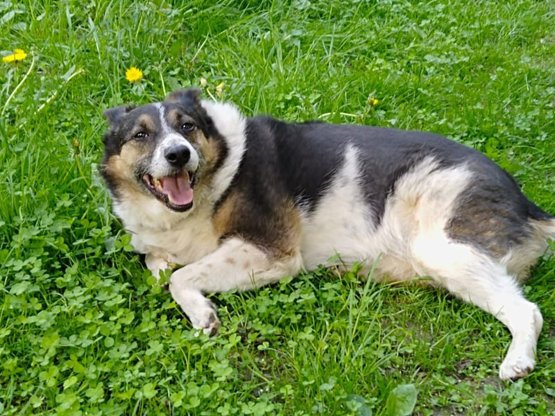 Mischka ist ein freundlicher Begleiter mit Zuckerschockgarantie