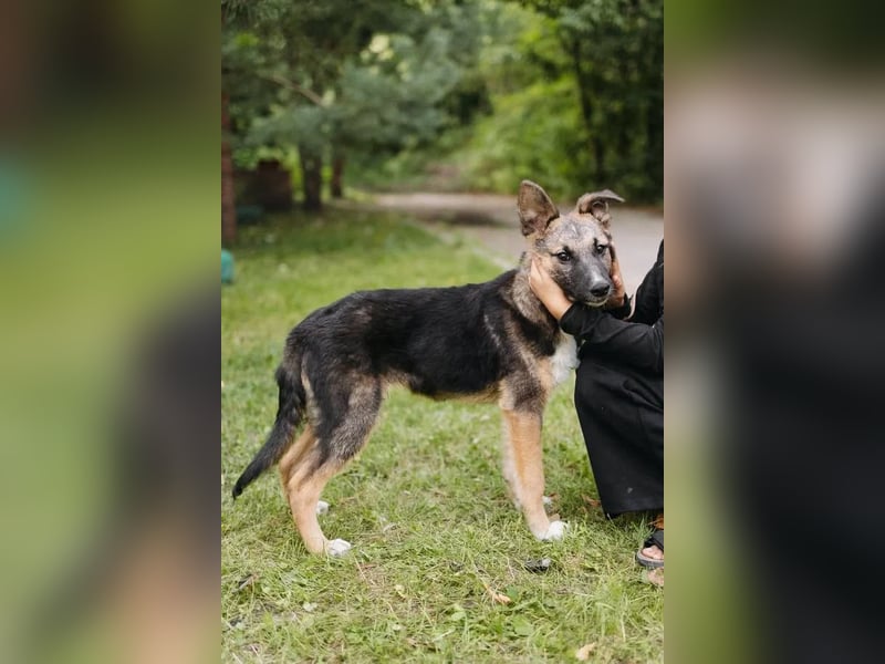 Junger Boss sucht sein Glück