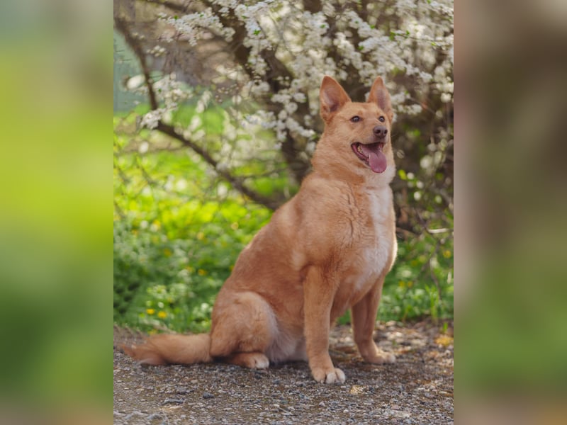 Wunderschöne Vesta sucht ihren platz