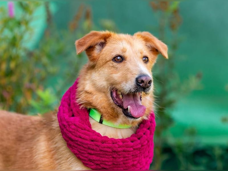 Prosha möchte in dein Herz