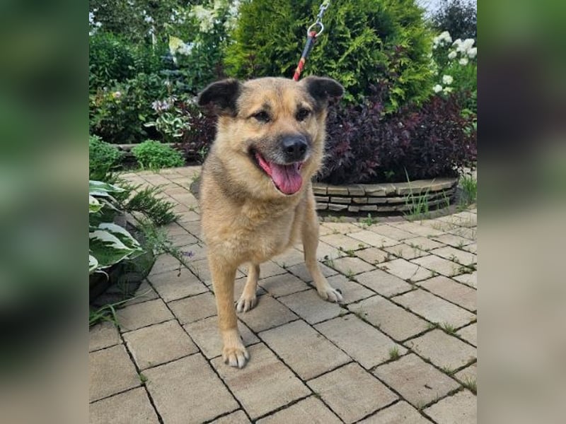 Mukhtar auf drei beinen durchs leben