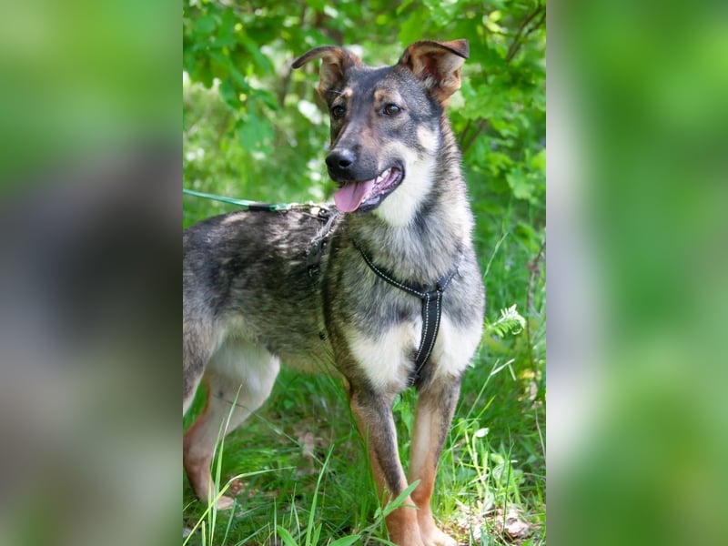 Liebevolle Olivka sucht ihren platz