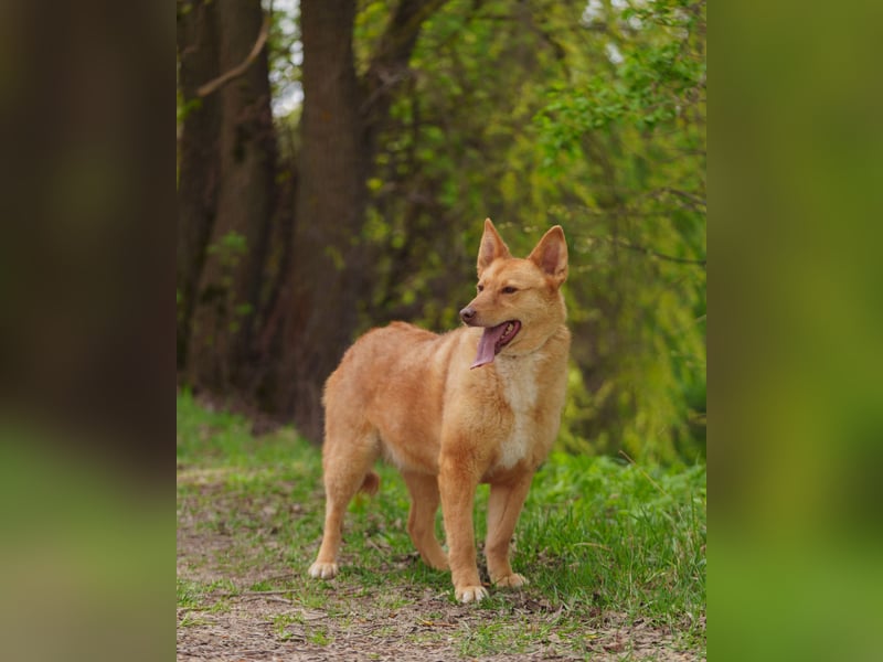 Wunderschöne Vesta sucht ihren platz
