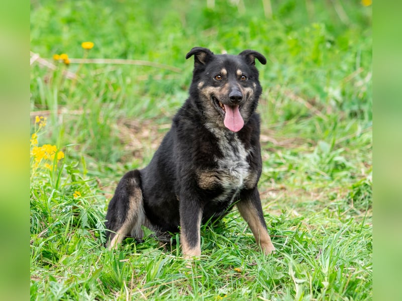 Sensible Mukha sucht verständnisvolle Menschen