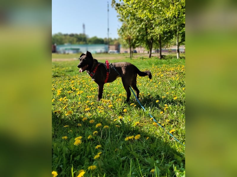 Ziganka sucht lievolles zu hause