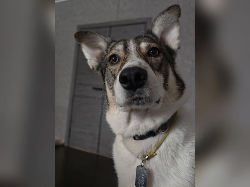 Traum zuhause für Choppy gesucht