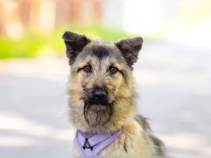 Bella sucht zuhause für immer