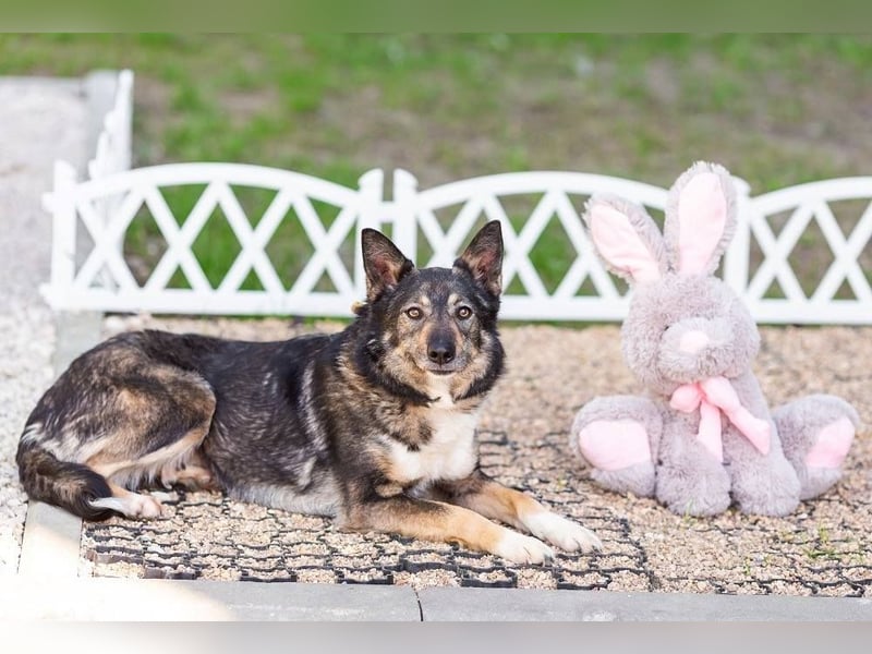 Ruhige Abi sucht ihren Platz (45770 Marl-Sinsen)