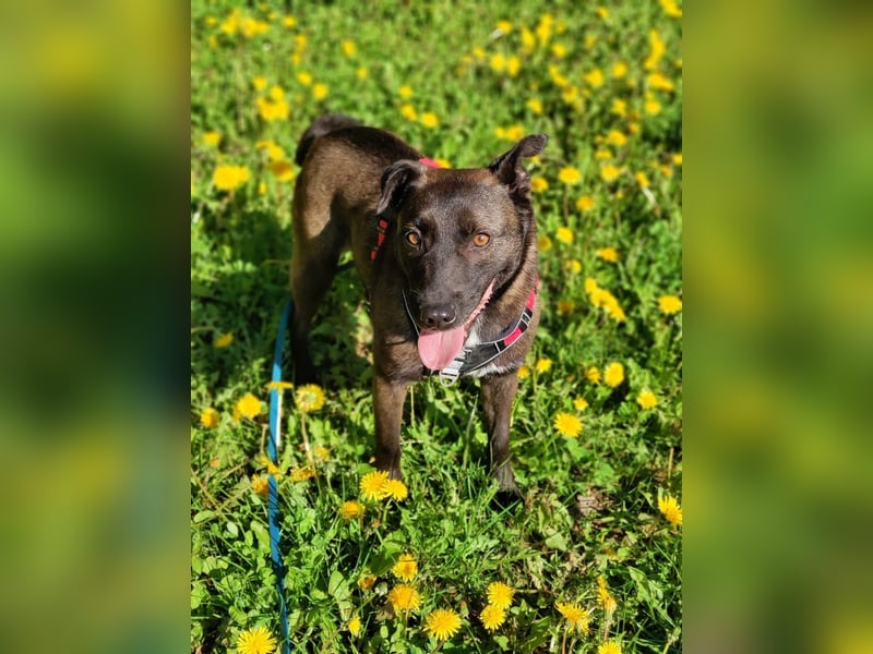 Ziganka sucht lievolles zu hause