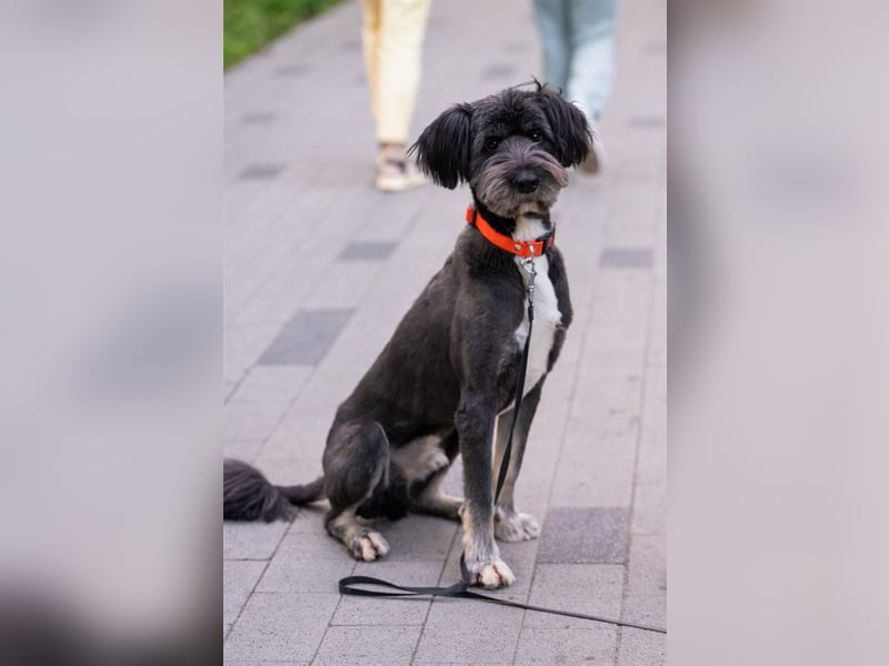Neugieriger Bob sucht aktive Familie