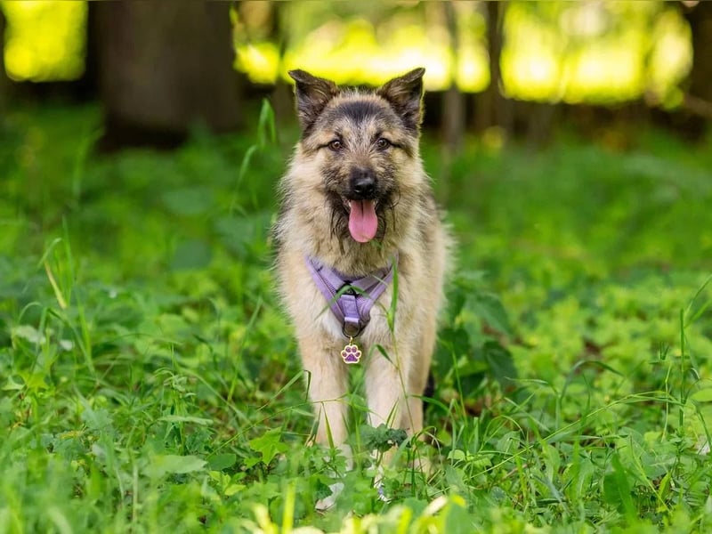 Bella sucht zuhause für immer