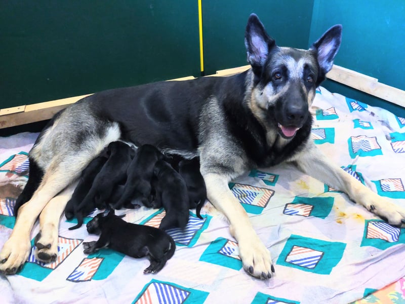 Osteuropäischer Schäferhund Welpen