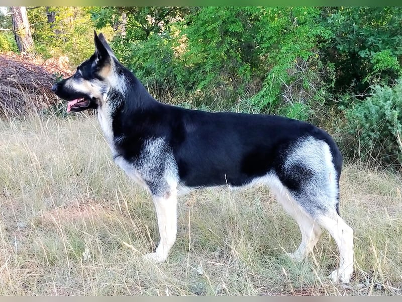 Osteuropäischer Schäferhund Welpen