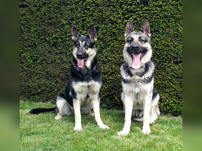 Osteuropäischer Schäferhund Welpen