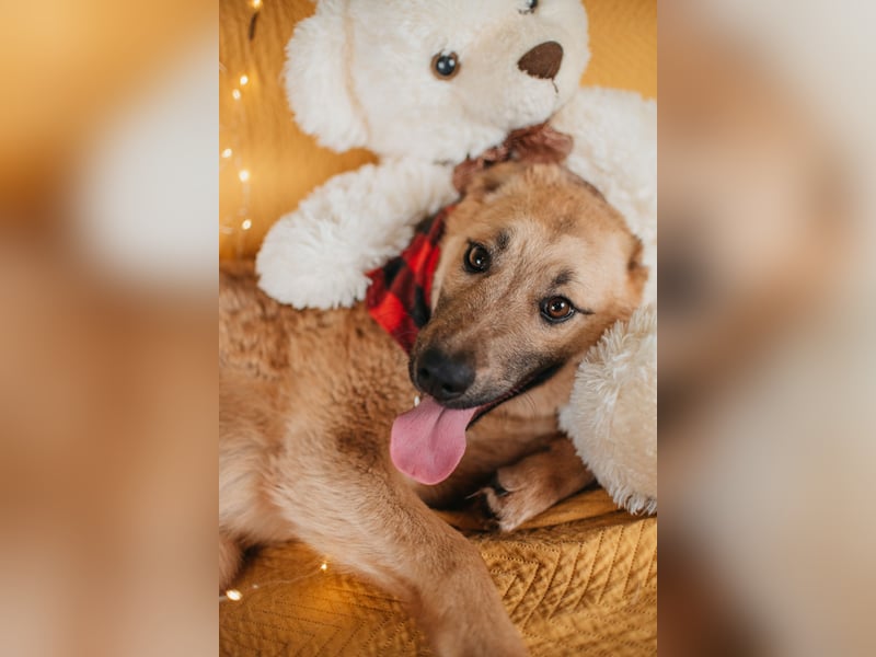 Hundemädchen Mila sucht Familie