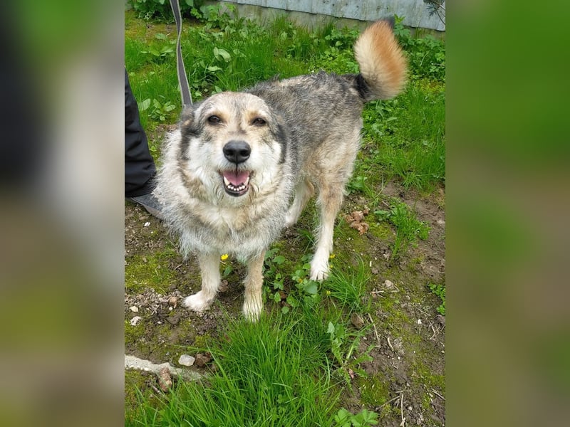 Wuschel Marta wartet auf ihre Menschen