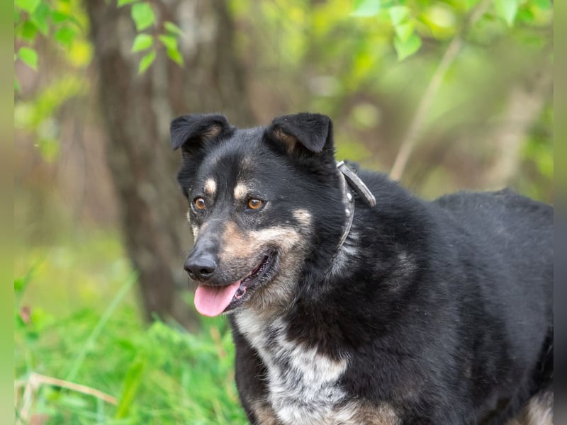 Sensible Mukha sucht verständnisvolle Menschen