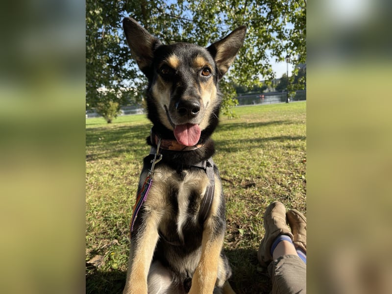 Chejs ein schwarzer Schäferhund - mischling als  treuer Wegbereiter!