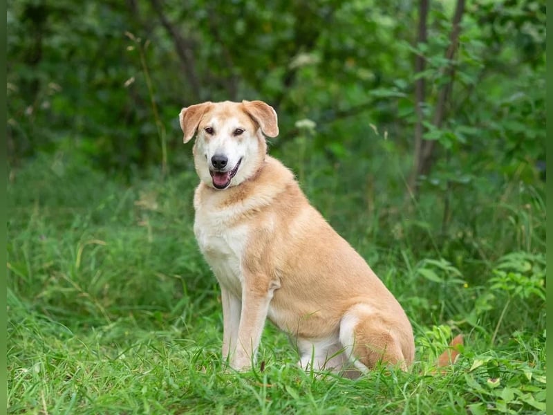 Ulan, weiches Herz wartet auf einen tollen Besitzer
