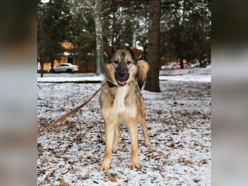 Wundervolle Lapa sucht ihre treuen Menschen