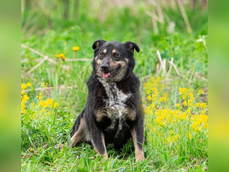 Sensible Mukha sucht verständnisvolle Menschen