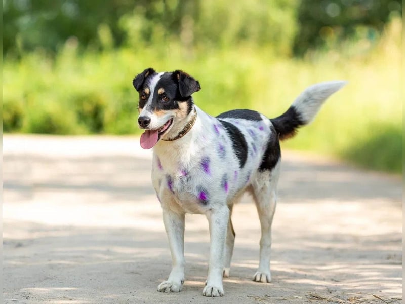 Anhänglich Loki will nach hause