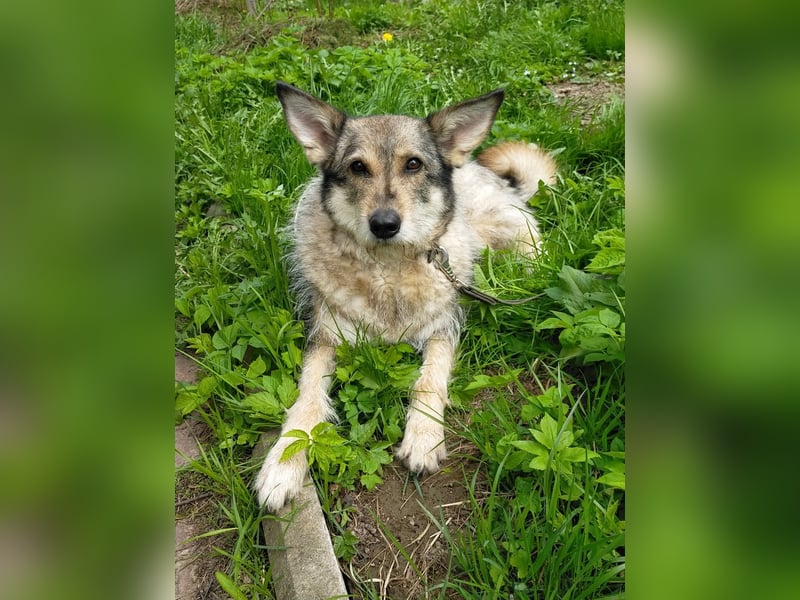 Wuschel Marta wartet auf ihre Menschen